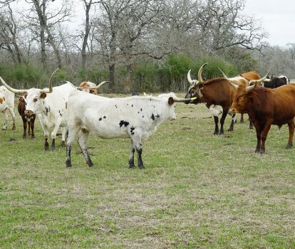 Blog 1: The Return to the Houston Rodeo